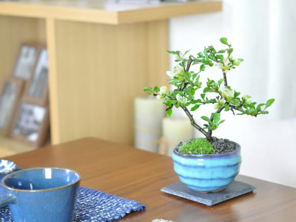 白花長寿梅 瑠璃紺和鉢 受け皿付きを販売｜盆栽妙 – 盆栽妙 本店