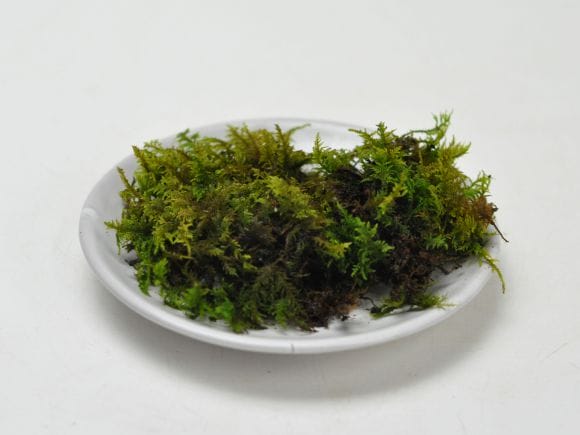 忍苔(シノブゴケ)パックの盆栽を販売｜盆栽妙 – 盆栽妙 本店