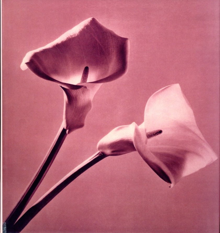 PISTILS / Robert Mapplethorpe | 小宮山書店 KOMIYAMA TOKYO | 神保町