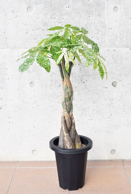 パキラ・ミルキーウェイ