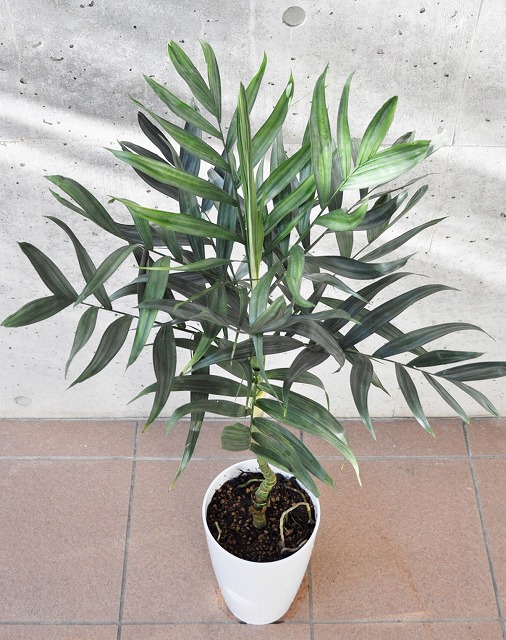 チャメドレア・テネラ(テネラヤシ)