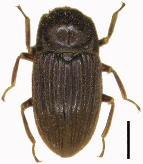 2頭 アンゴラ産キリアツメの仲間 2頭 アンゴラ産キリアツメの仲間｜2頭