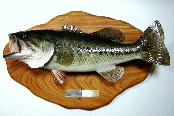 ブラックバス剥製【フィッシュクラフトマツモト】