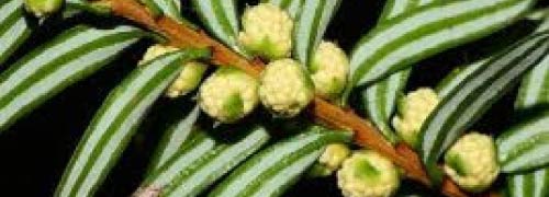 白豆杉とは | 白豆杉の国内唯一の輸入製造販売元である株式会社紅豆杉