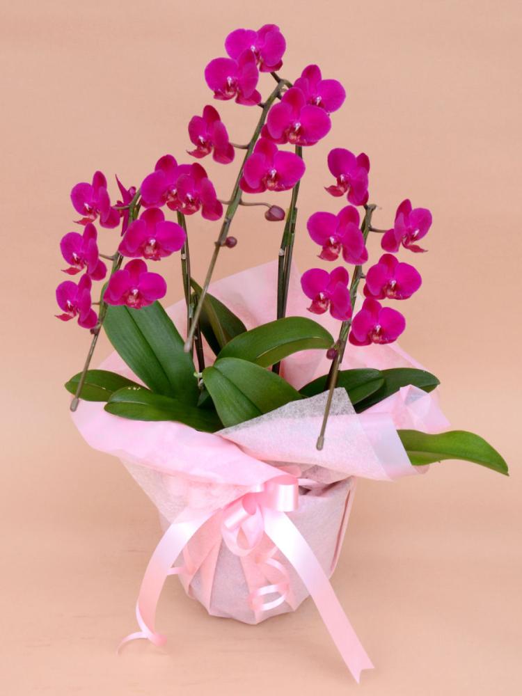 ミディ胡蝶蘭 3本立ち L ピンク系 の通販 | ホームセンター コメリ