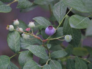 春予約】 ブルーベリー苗 大実ラビットアイ系 コロンブス 【申込期限