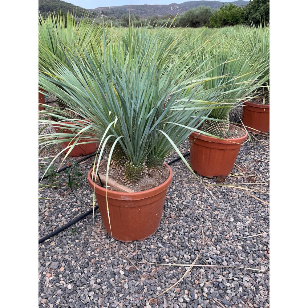 庭木】ユッカ ロストラータ ブルー＆ブルー 高さ約0．9m の通販