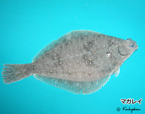 ヒラメ」と「カレイ」ってどう違う！？ | 市立しものせき水族館｢海響館
