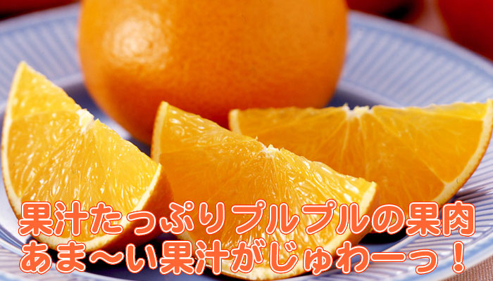 天草 | みかん大事典 | みかんのことなら「のま果樹園」 [ Produced by