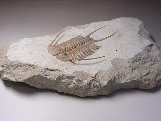 ロシアントリロバイトの王様、希少種パラセラウルス 三葉虫 販売