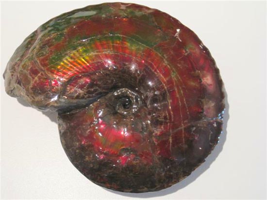 15センチの化石セブン品質のアンモライト アンモナイト 販売