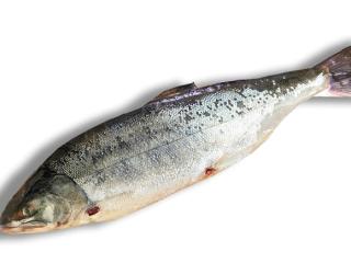 鮭（サケ・さけ）の通販・お取り寄せ｜北の魚屋さん