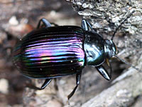 ゴミムシダマシ科（ゴミムシダマシ図鑑）