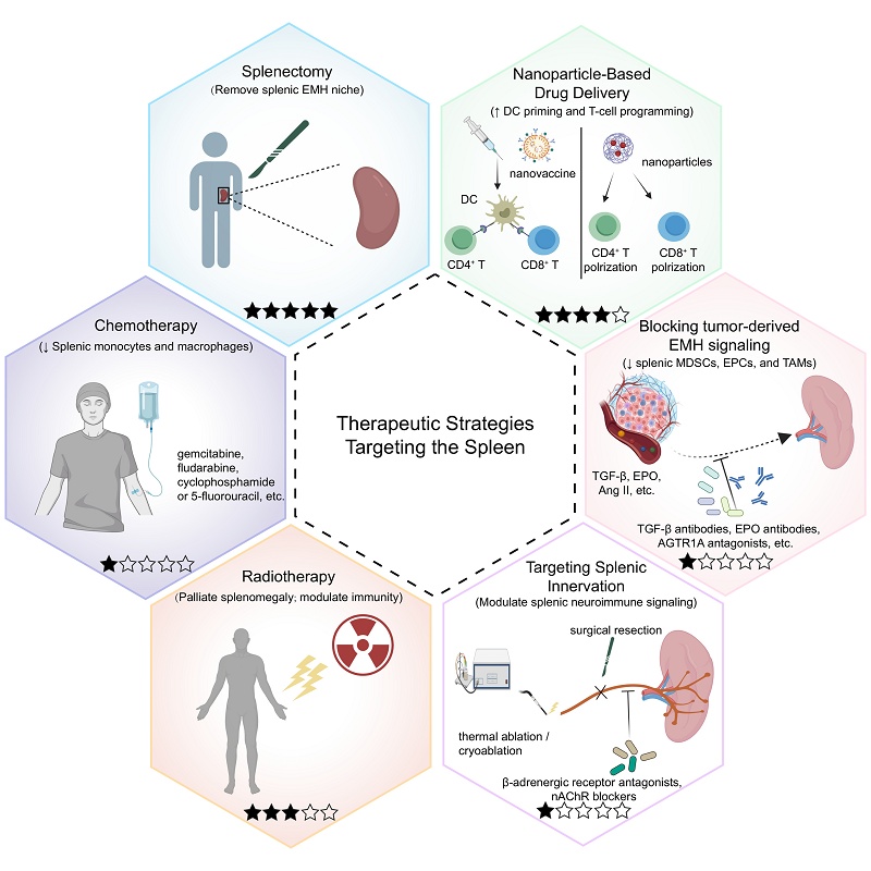 Tumor-Induced Rewiring of Splenic Niches: from Immune Organ to