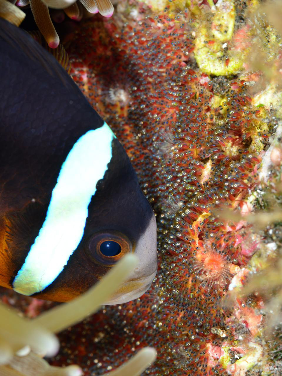 クマノミ - Izuzuki海の生き物大図鑑(笑)