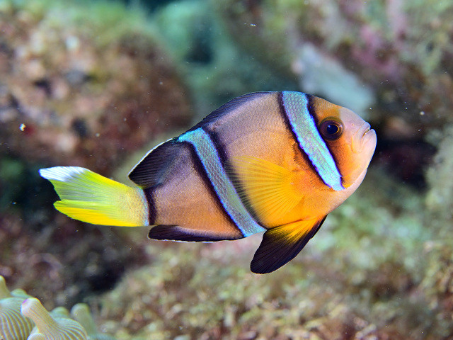 クマノミ - Izuzuki海の生き物大図鑑(笑)