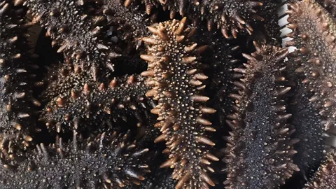 ホーシ株式会社｜北海道産の天然海鼠（ナマコ）卸・販売