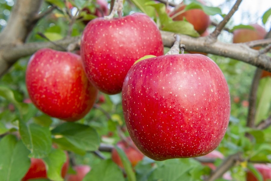 銀世界りんご（サンやたかりんご）（JA秋田ふるさと） 10kg【秋田県