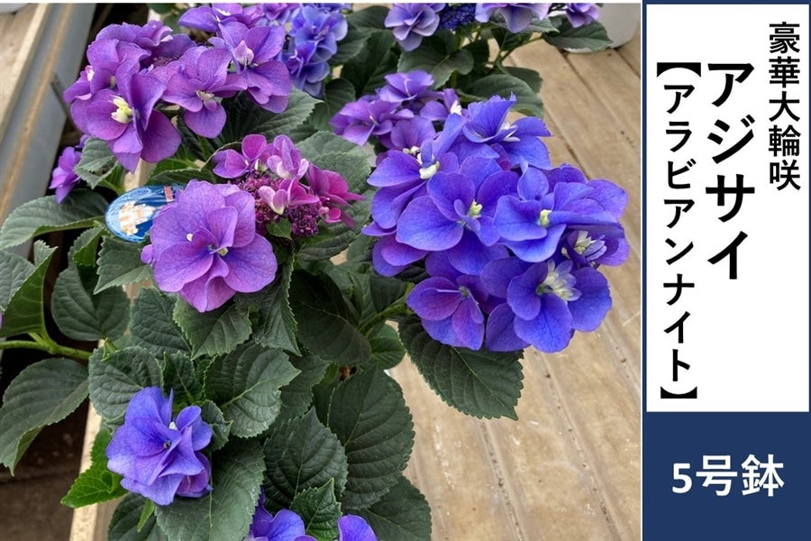 アジサイ【アラビアンナイト】5号鉢: JA全農かながわ|【JAタウン