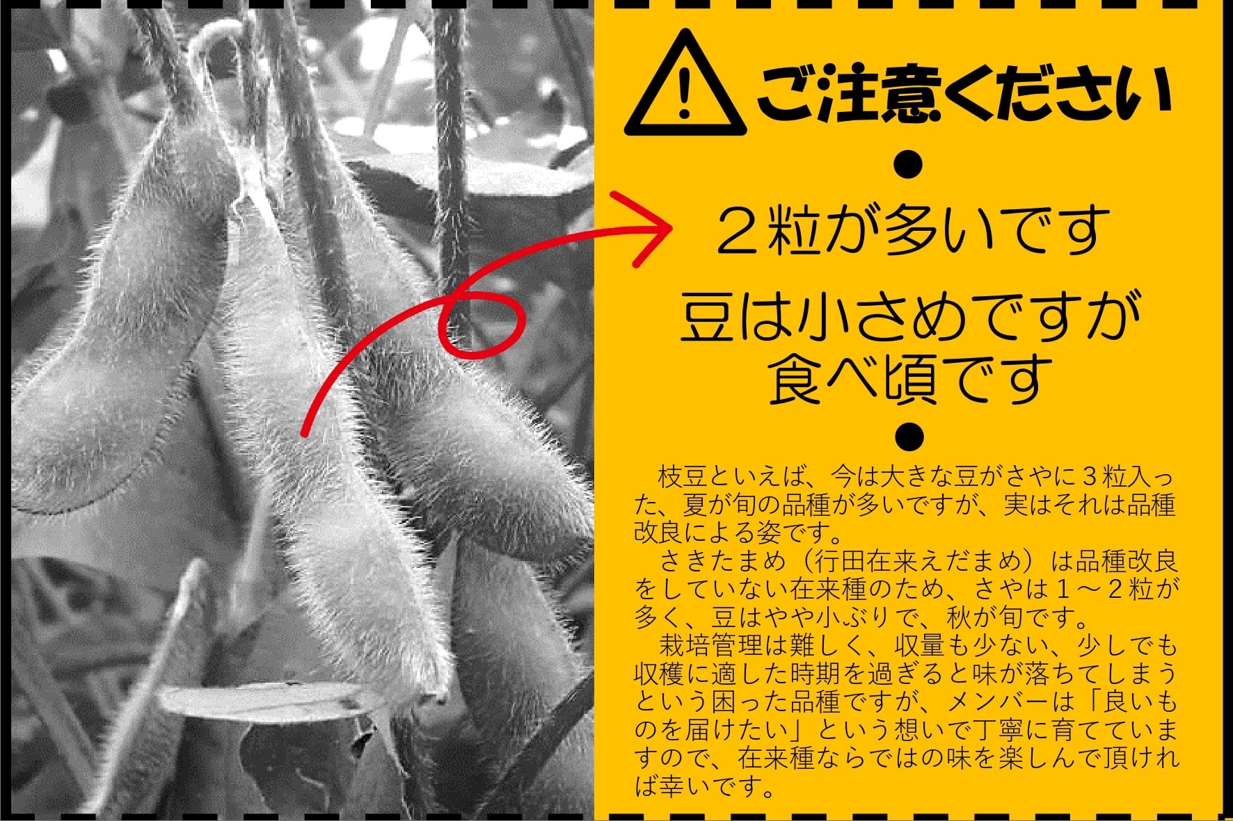 朝どり「さきたまめ（行田在来えだまめ）」1.25kg（250g×5袋） ※10