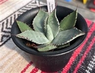 埼玉県産 多肉植物 アガベ（パリー・ホーチエンシス）: 埼玉・暮らしの