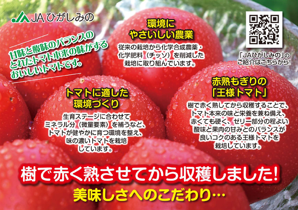 ひがしみの王様トマト【期間限定 約4kg】: 飛騨・美濃うまいもん