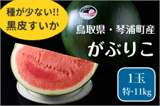 がぶりこ「特サイズ」・1玉（約11㎏）: 全農とっとり JAタウン店