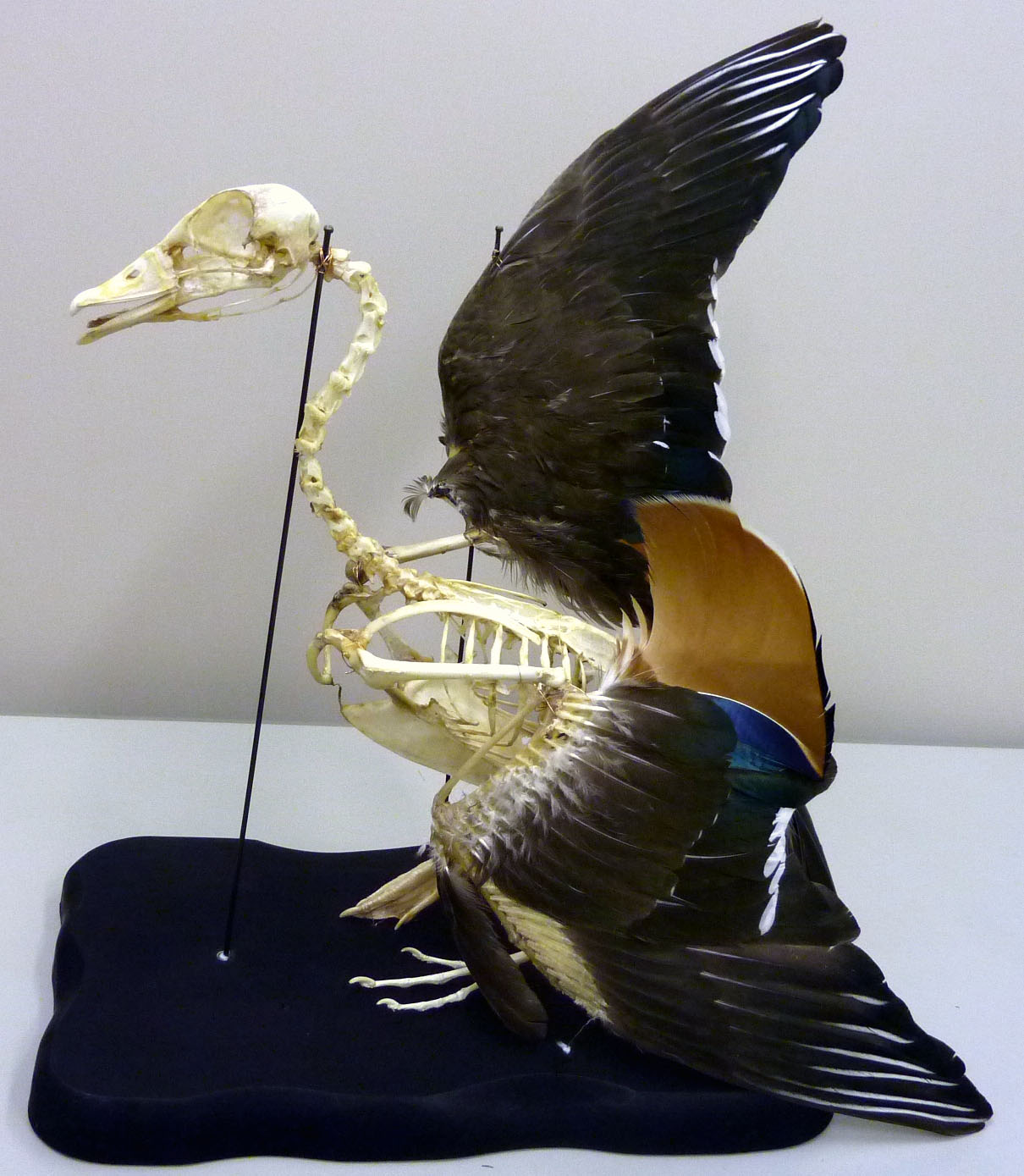 あくあぴあブログ: 新しい標本を展示しました