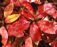 四季の山野草（バイカツツジ）