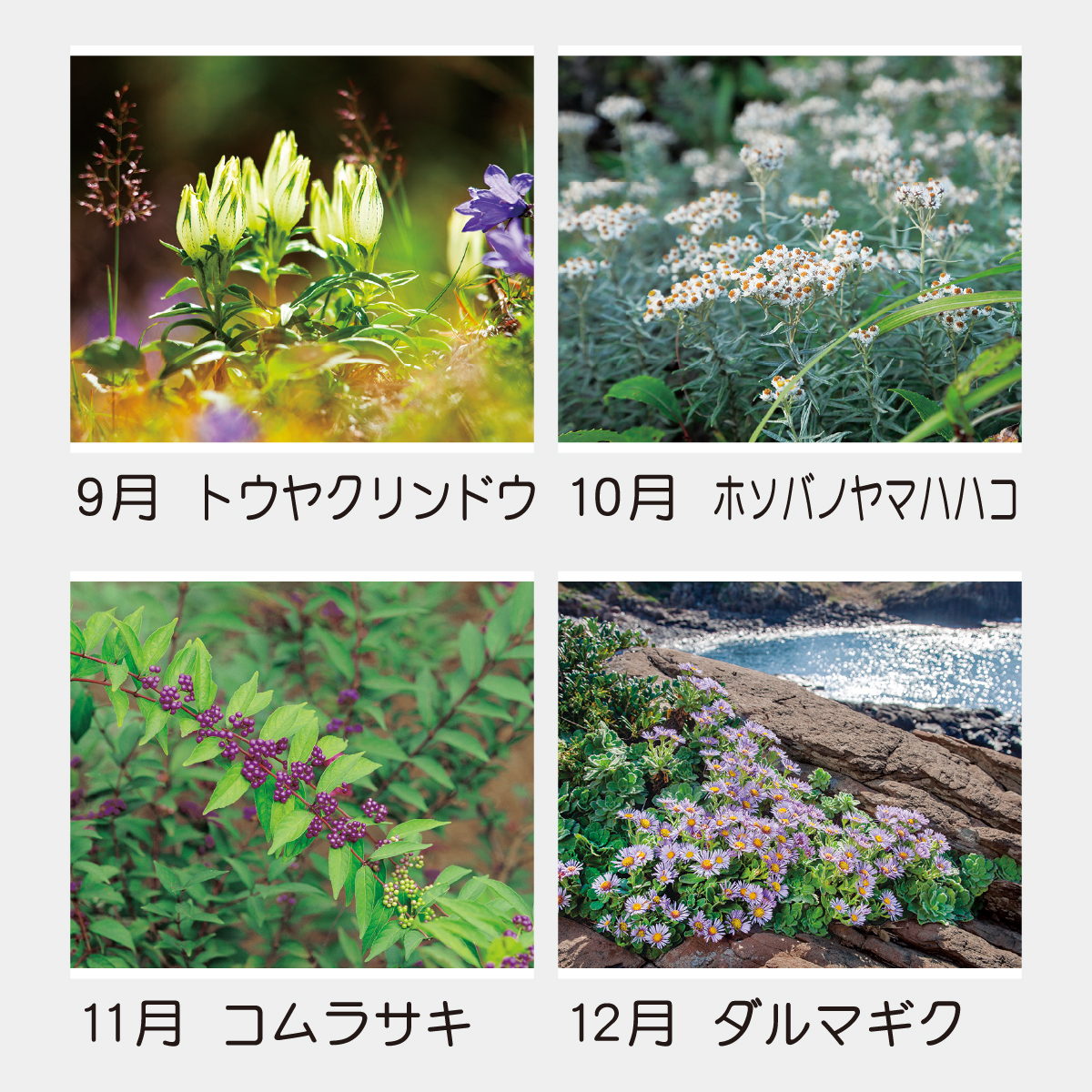TD-818 日本の山野草2026年版の名入れカレンダーを格安で販売 - 名入れ