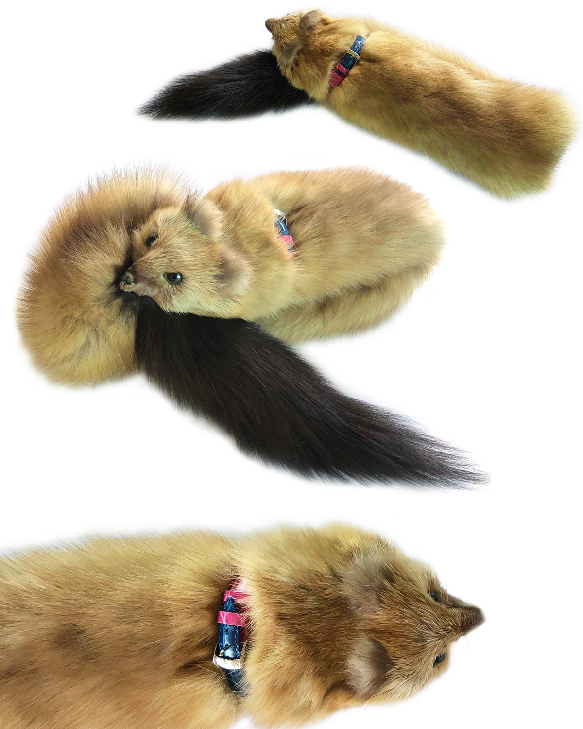 ゴールデンロシアンセーブルペット仕様マフラー | モーダdeマコス