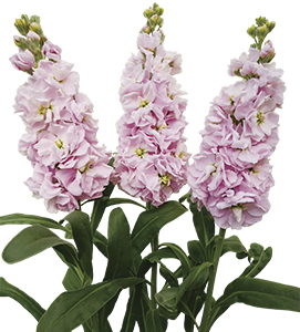 ストック | ムラカミシード