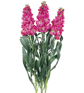 ストック | ムラカミシード