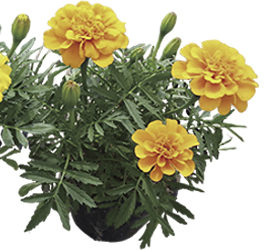 マリーゴールド | ムラカミシード