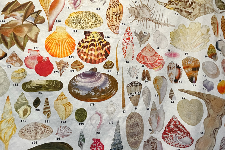 新品未開封】貝千種 風呂敷 貝に沼る 数量限定販売品 自然史 博物館