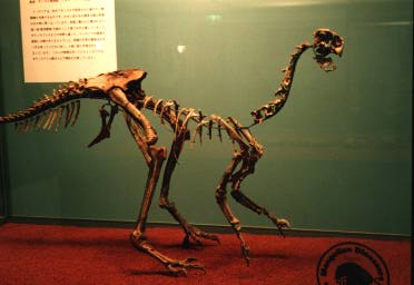 本物 恐竜 ガリミムスの前指骨化石 モンゴル ラベルケース付き 本物