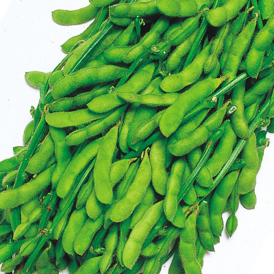 ふさみどり枝豆／野菜の種の通信販売 - 中原採種場(株)