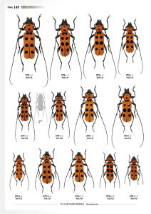 日本産カミキリムシ大図鑑 むし社