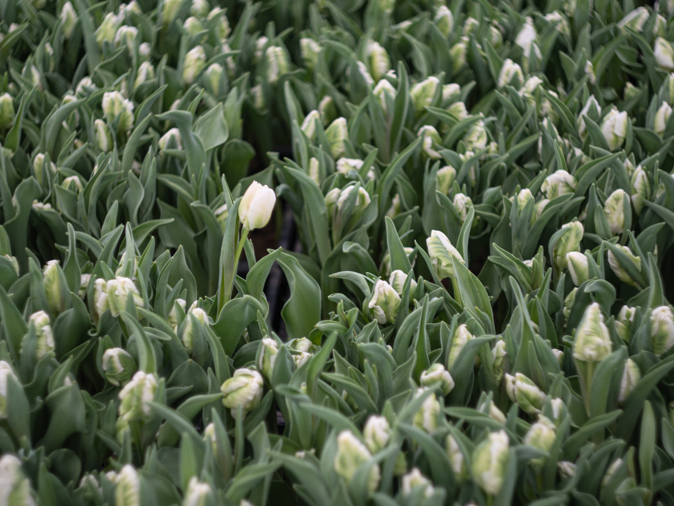 チューリップへの想い｜株式会社センティア 富山県砺波市