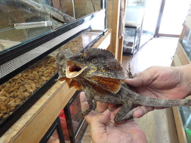 エリマキトカゲ トカゲ図鑑