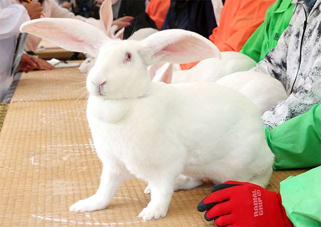 中仙地域の「ジャンボうさぎ」が危機に 飼育数激減、100匹以下