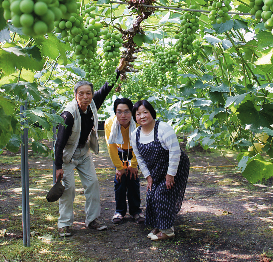 峰山葡萄郷|瀬戸ジャイアンツ|NEW ピオーネ|加門果樹園