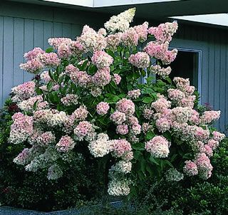 P.G. Hydrangea Tree - Stark Bro's
