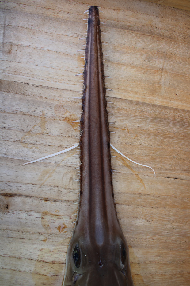 ノコギリエイ 吻 角 牙 標本 剥製 ノコギリザメ 大型107センチ