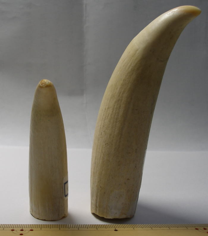 マッコウクジラ歯原材料（各左右マッコウ鯨牙の原材料）