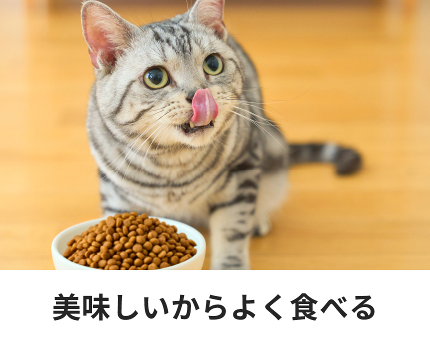 猫用ストマックケア（可溶性繊維）｜Dr.'s（ドクターズ）| ペットライン