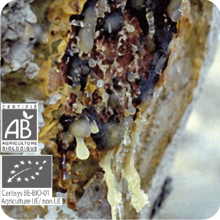 フランキンセンス – プラナロム エッセンシャルオイル・精油｜健草医学舎