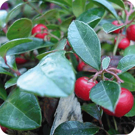 ウィンターグリーン – プラナロム エッセンシャルオイル・精油｜健草医学舎