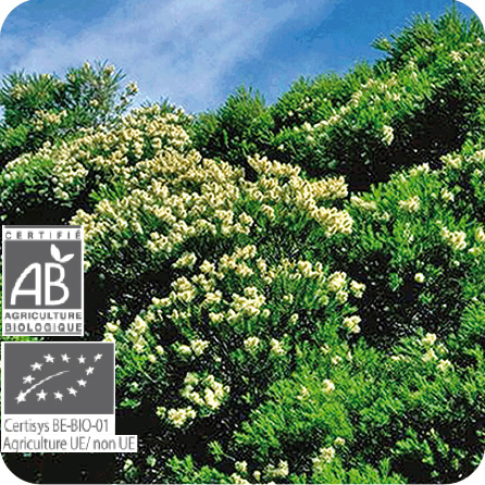 ティートゥリー – プラナロム エッセンシャルオイル・精油｜健草医学舎