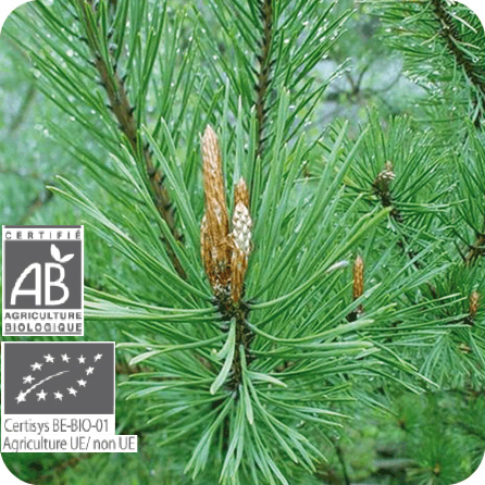 アカマツ・ヨーロッパ – プラナロム エッセンシャルオイル・精油｜健草